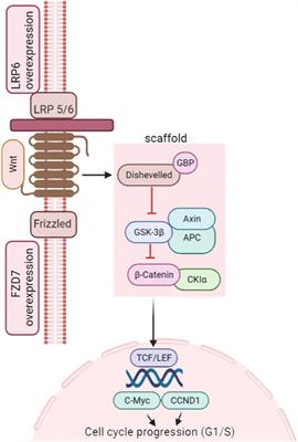 Role of microRNA/lncRNA Intertwined With the Wnt/β-Catenin Axis in Regulating the Pathogenesis of Triple-Negative Breast Cancer